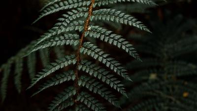 Fern leaf bushes 4k wallpaper