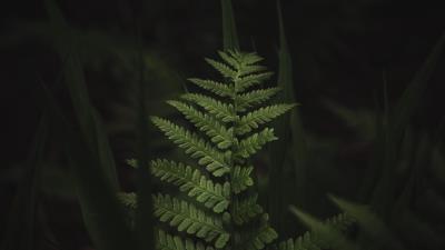 Fern leaves dark 4k wallpaper