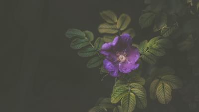 Flower bush violet 4k wallpaper