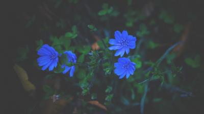 Flowers grass blue 4k wallpaper