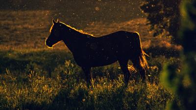 Horse sunset dark 4k wallpaper