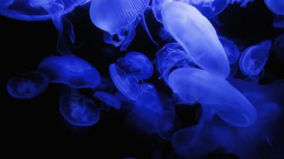Jellyfish blue glow 4k wallpaper