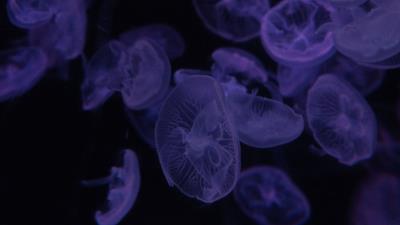Jellyfish dark beautiful 4k wallpaper