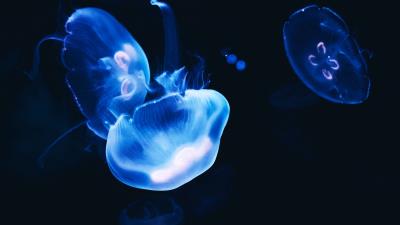 Jellyfish dark glow 4k wallpaper