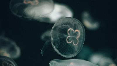 Jellyfish dark under aquatic world 4k wallpaper