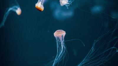 Jellyfish tentacle underwater world 4k wallpaper