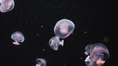 Jellyfish underwater world dark 4k wallpaper