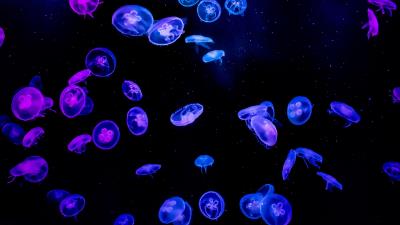 Jellyfish water black 4k wallpaper
