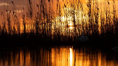 Lake reeds sunset 4k wallpaper