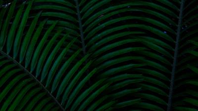 Leaf macro green 4k wallpaper