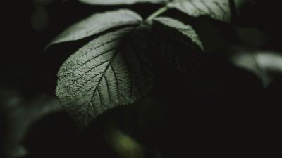 Leaf macro veins 4k wallpaper