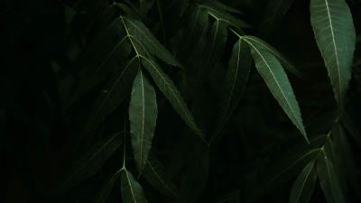 Leaves branches bushes 4k wallpaper