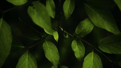 Leaves branches dark 4k wallpaper