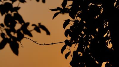 Leaves branches silhouette 4k wallpaper