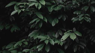 Leaves bushes plant 4k wallpaper