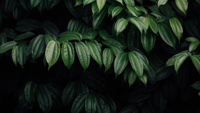 Leaves plant dark 4k wallpaper