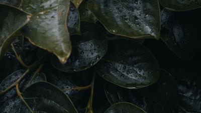 Leaves plant drops 4k wallpaper