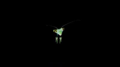 Mantis insect dark background 4k wallpaper