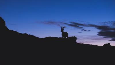 Mountain goat silhouette night 4k wallpaper