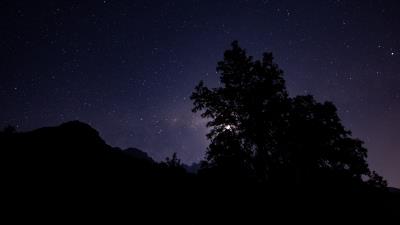 Night starry sky trees 4k wallpaper