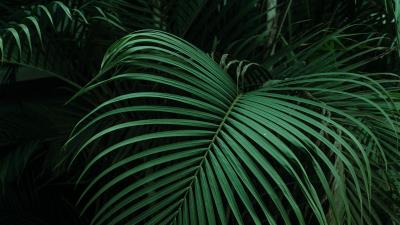 Palm leaves green 4k wallpaper