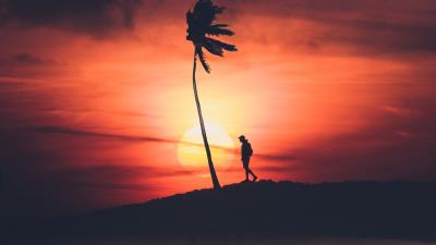 Palm silhouette sunset 4k wallpaper