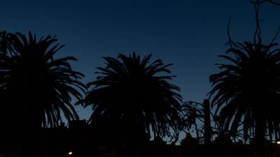Palm trees dark silhouettes 4k wallpaper
