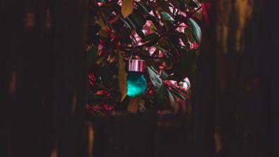 Plant decoration ball 4k wallpaper