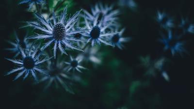 Plant prickly dark 4k wallpaper