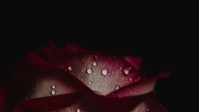 Rose drops petals dark background 4k wallpaper