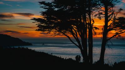 Silhouettes sunset tree sea 4k wallpaper