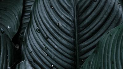 Spathiphyllum plant leaves 4k wallpaper