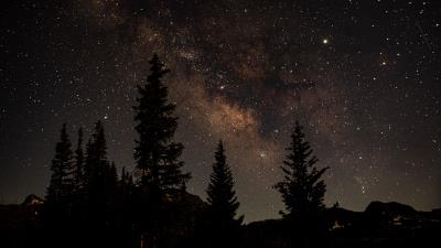 Starry sky trees dark 4k wallpaper