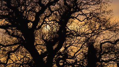 Sun branches silhouette 4k wallpaper