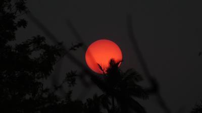 Sun palm branches 4k wallpaper