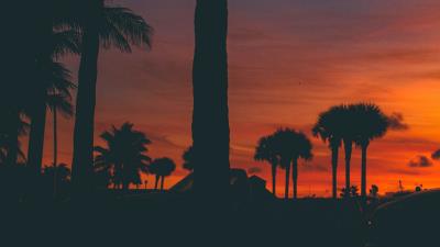 Sunset palm trees silhouette 4k wallpaper