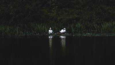 Swans bird pond grass 4k wallpaper