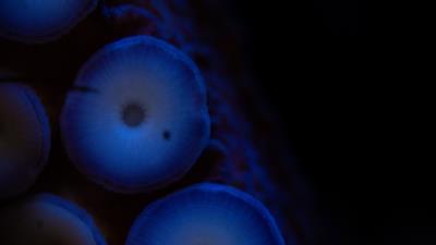 Tentacles octopus macro 4k wallpaper