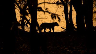 Tiger silhouette dark 4k wallpaper