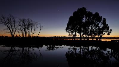 Tree branches silhouette 4k wallpaper