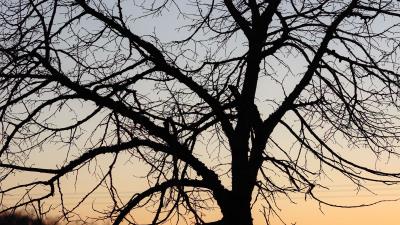 Tree dark sky image 4k wallpaper