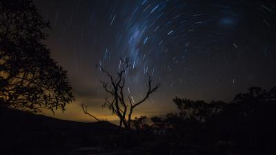 Tree night starry sky 4k wallpaper