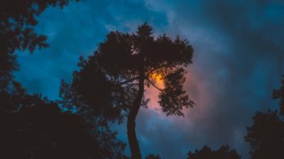 Tree night sunset sky 4k wallpaper
