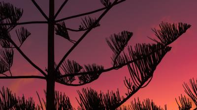 Tree silhouette branches 4k wallpaper