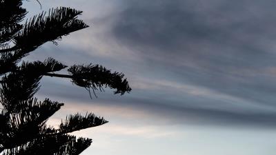 Tree silhouette dusk 4k wallpaper