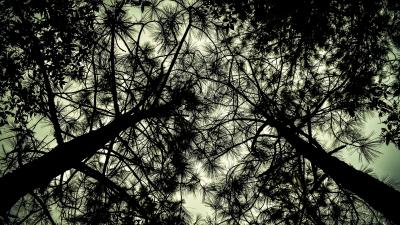 Trees bottom view branches 4k wallpaper