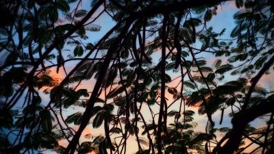 Trees branches leaves 4k wallpaper