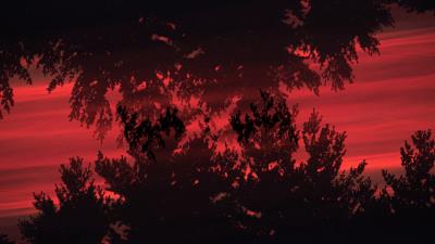 Trees bushes silhouette image 4k wallpaper