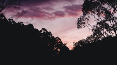 Trees bushes silhouette 4k wallpaper