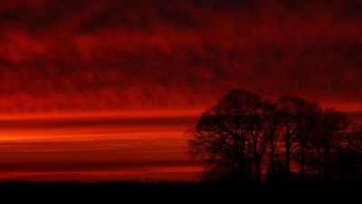 Trees silhouette sunset 4k wallpaper